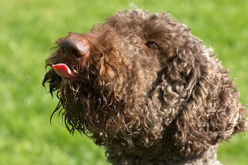 Elvis and the Peanut Butter