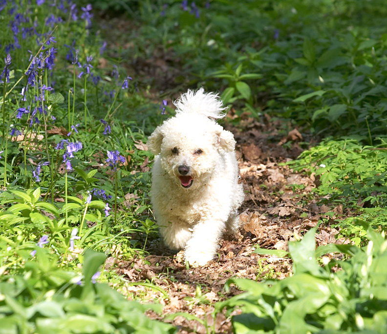 Arnie enjoying the spring sunshine