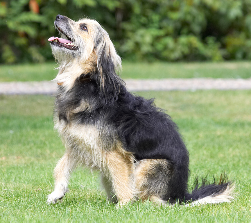 A cookie - I'm paying attention