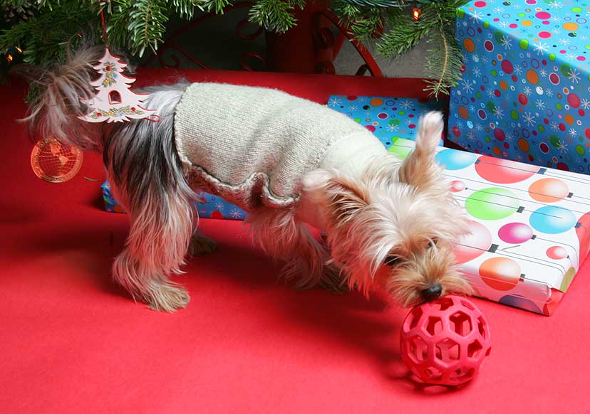 Layla Playing With Her New Ball on Christmas