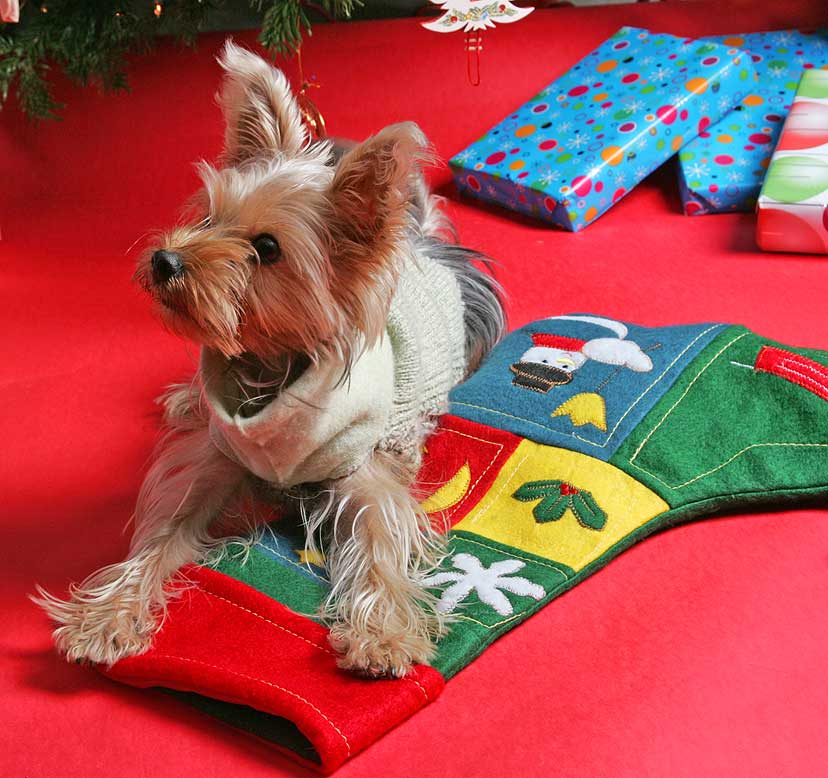 Layla and Her Christmas Stocking
