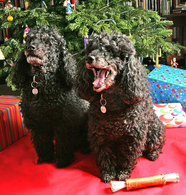 Bali and India At Christmas