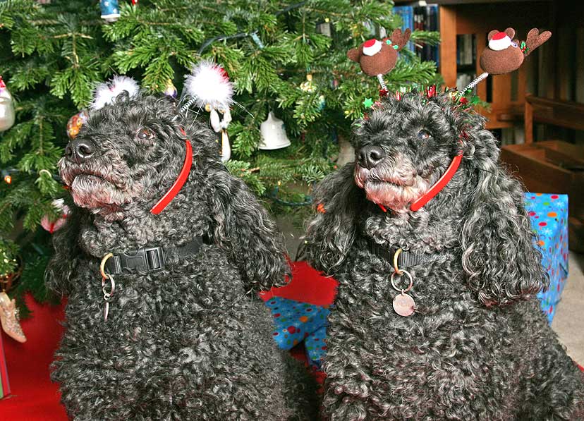 Bali and India at Christmas