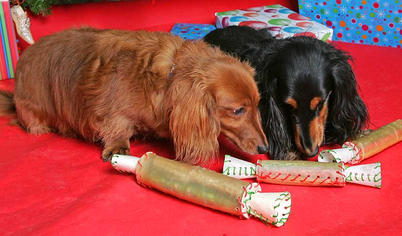 Molly and Whistler Sharing Rawhide Christmas Crackers