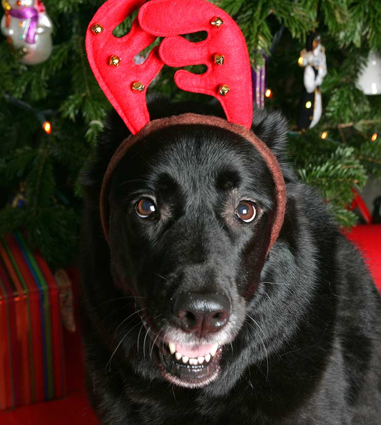 Onyx With His Reindeer Antlers