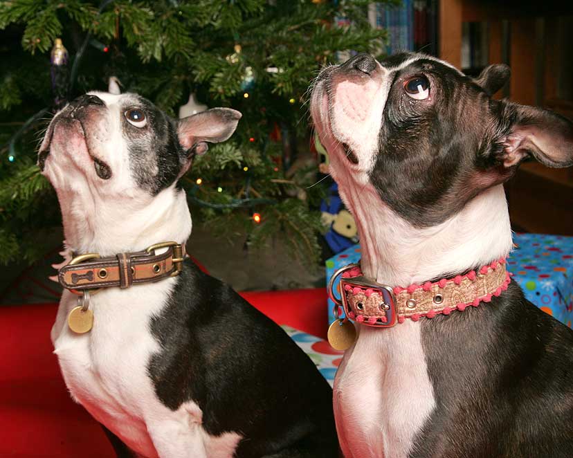 Mugsy and Cavi at Christmas
