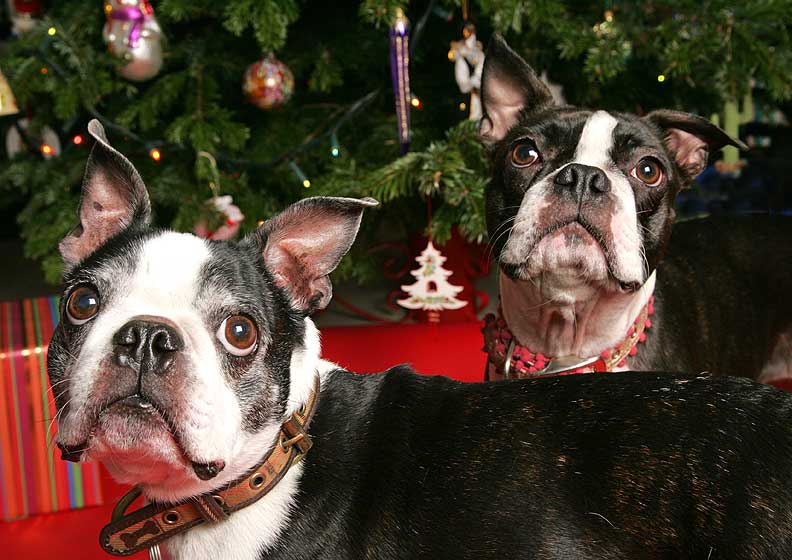 Mugsy and Cavi at Christmas