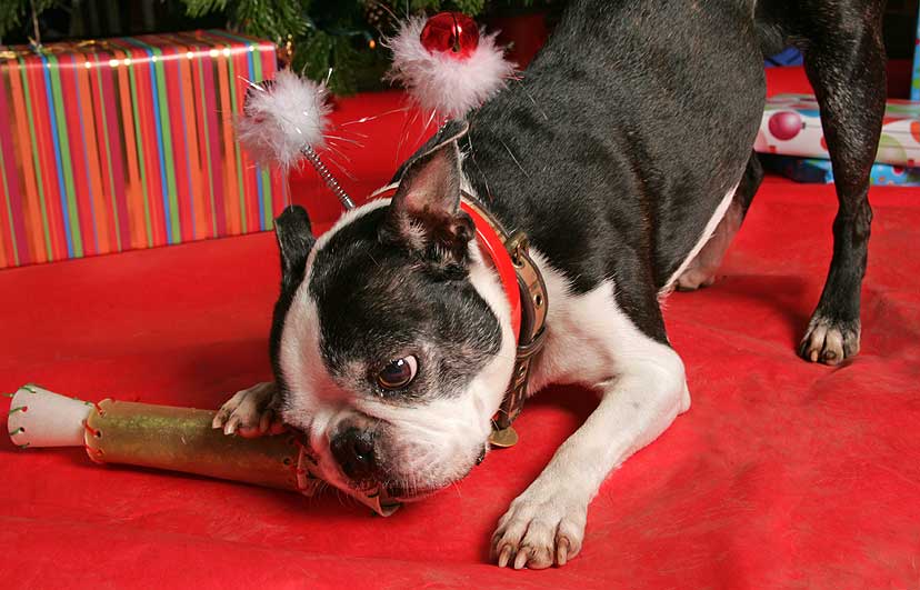 Distracted by the Rawhide Christmas Cracker