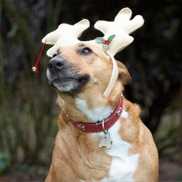 Wot, I'm a reindeer now!!