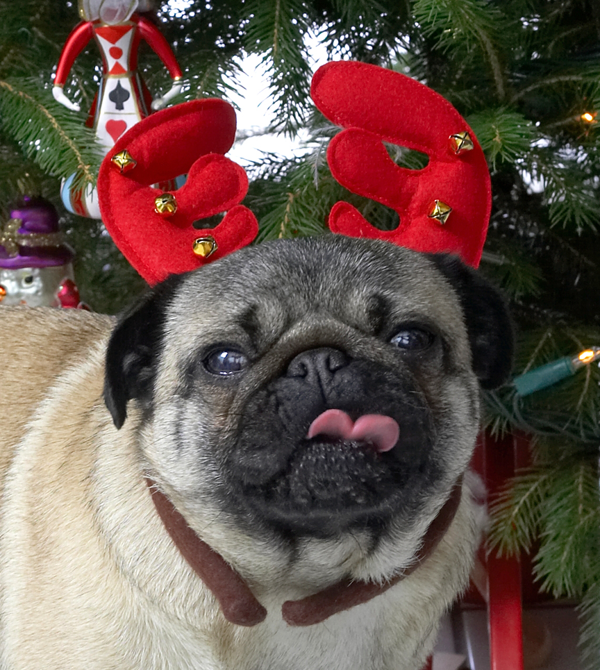 Franny and the Reindeer Antlers