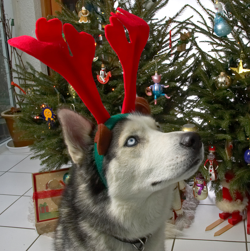 Lupus With Red Antlers