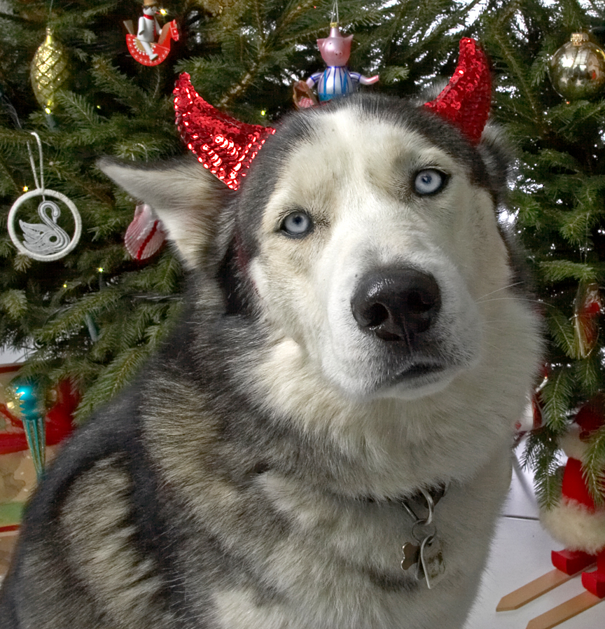 Lupus and the Devil Dog Ears