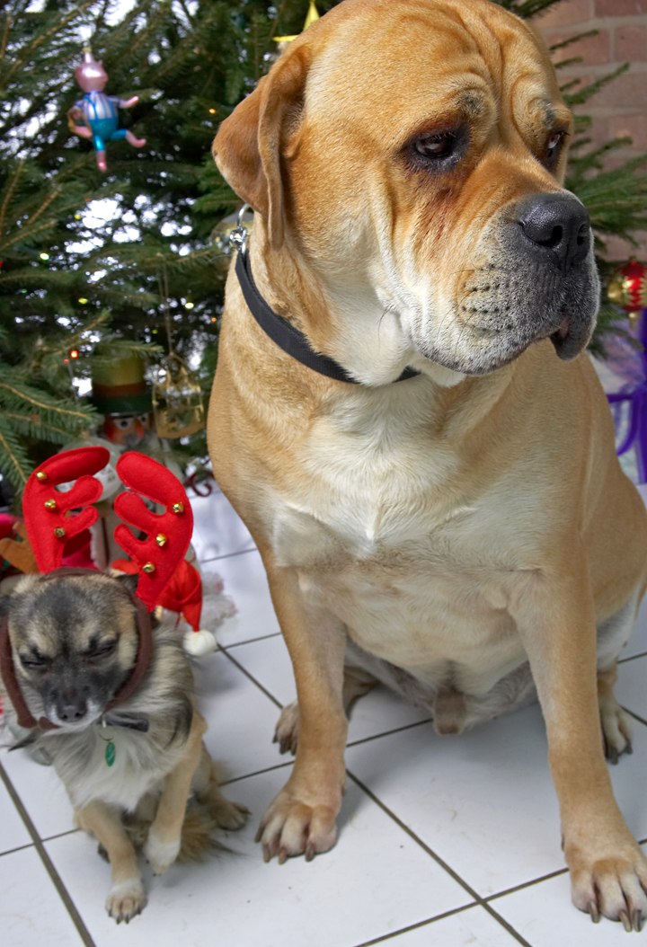 Brutus and Peepee at Christmas