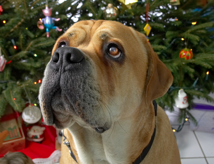 Brutus at Christmas