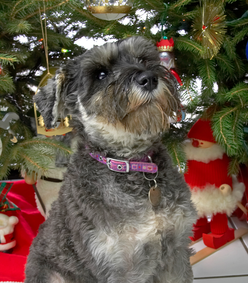 Molly Beneath the Christmas Tree
