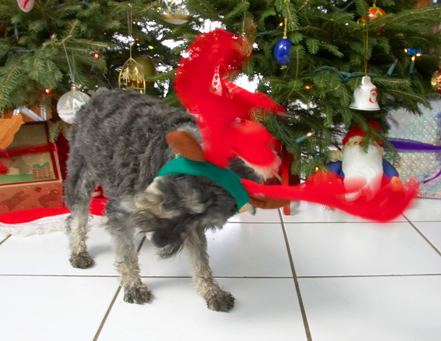 Molly and the Red Antlers