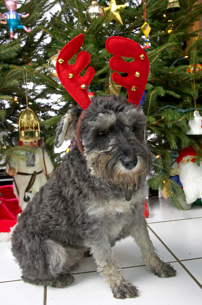 Molly and the Red Antlers