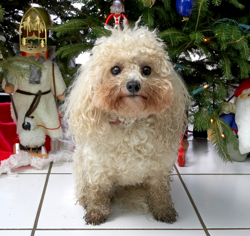 Morgan Beneath the Christmas Tree