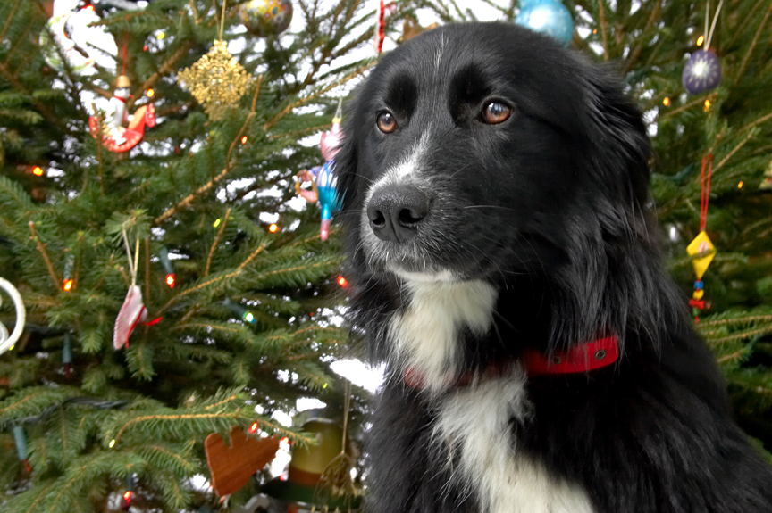 Barney's Christmas Portrait