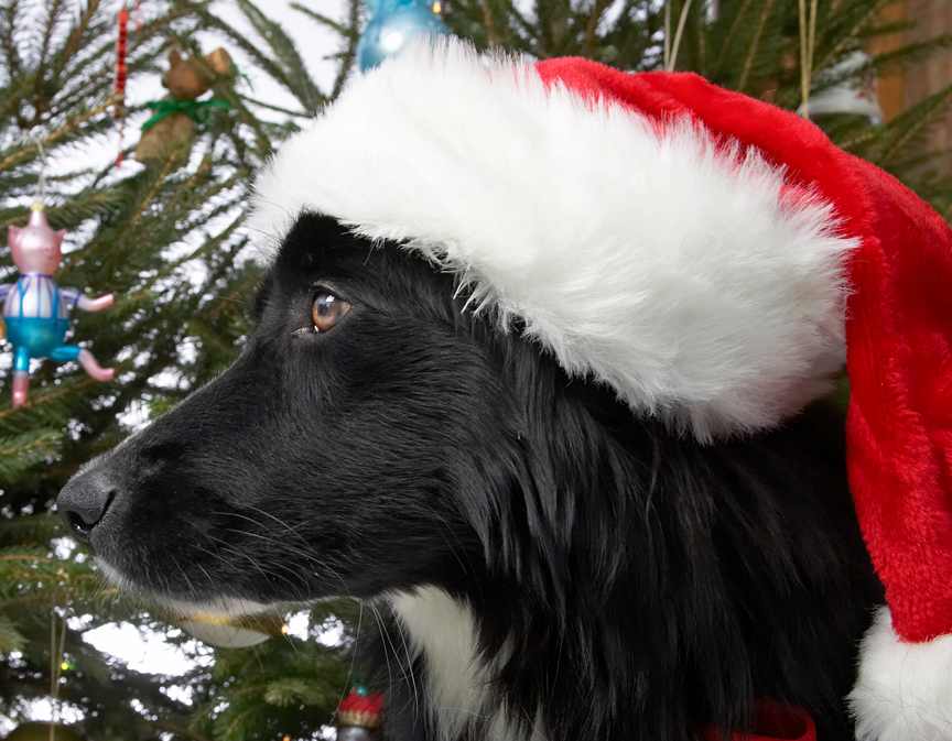 Barney in the Santa Hat