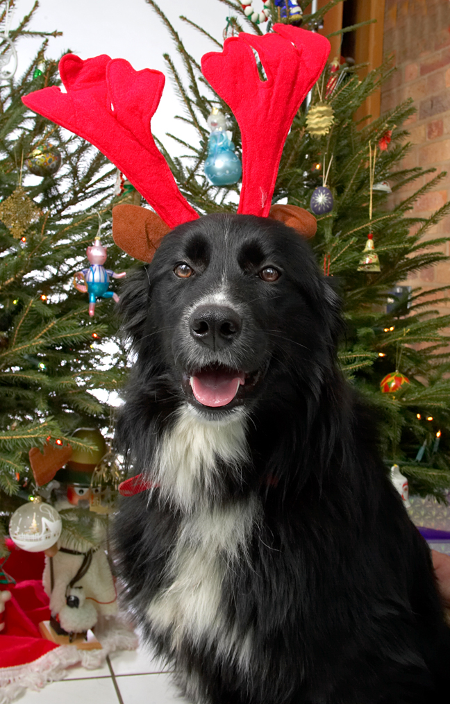 Barney and the Large Red Antlers