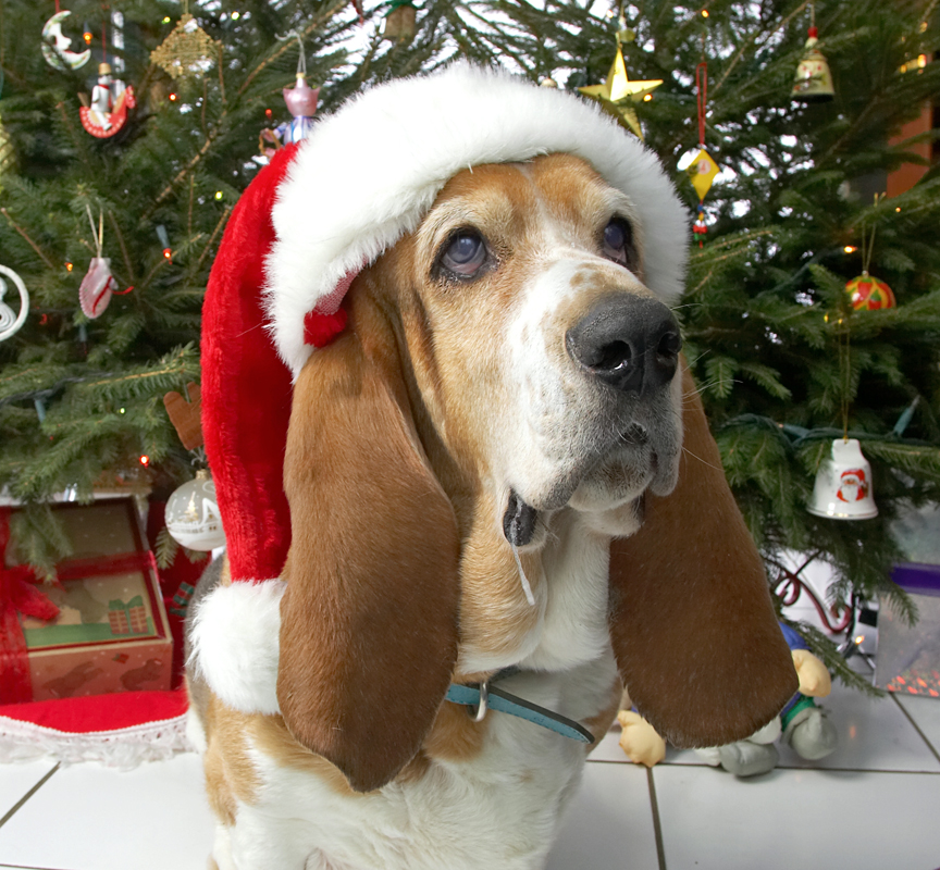 Douglas and the Santa Hat