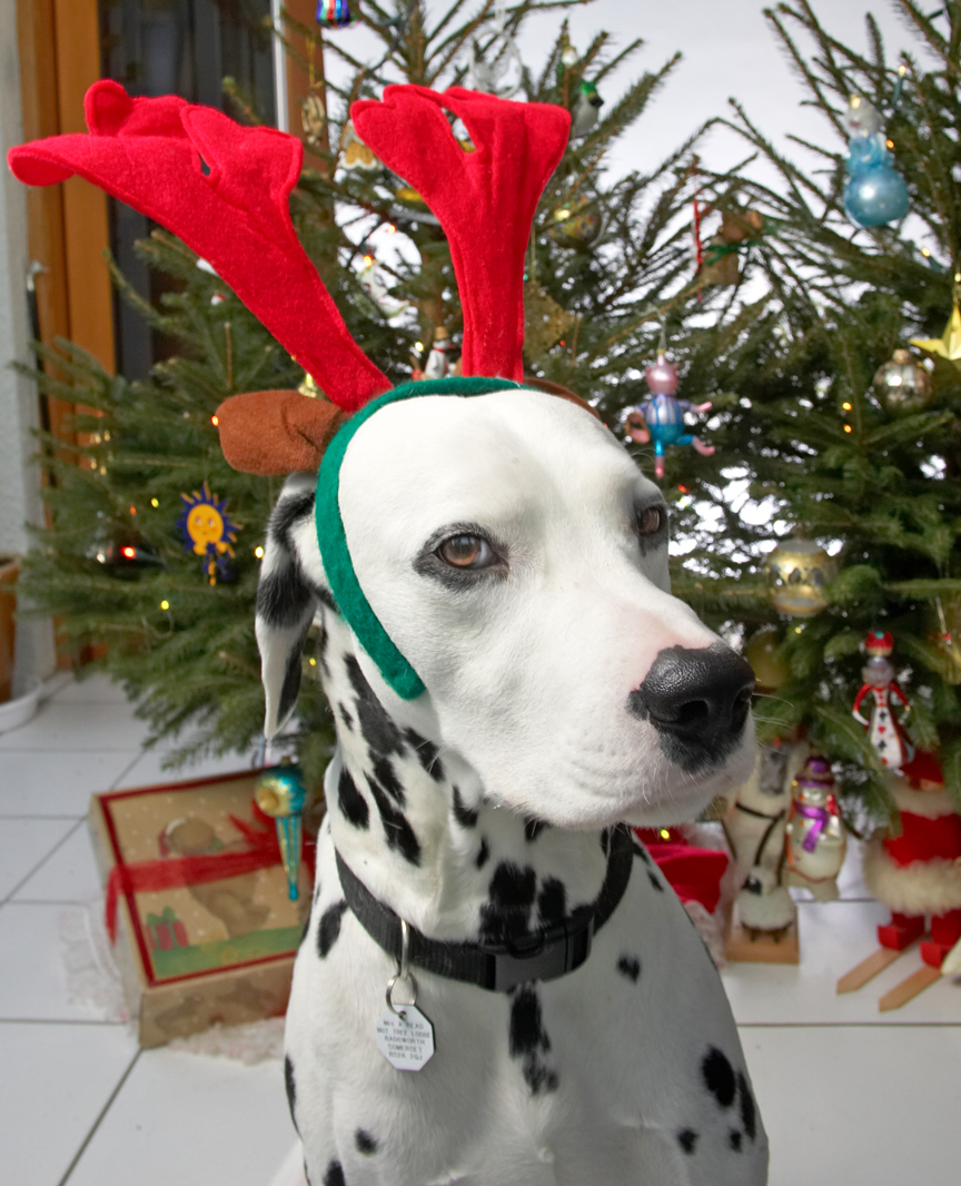 Alfie and the Big Red Antlers