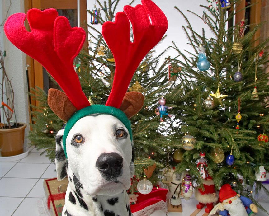 Alfie and the Big Red Antlers