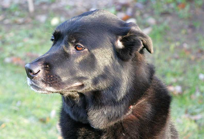 Onyx