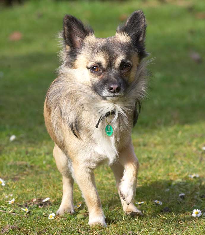 Pee Pee The Chihuahua