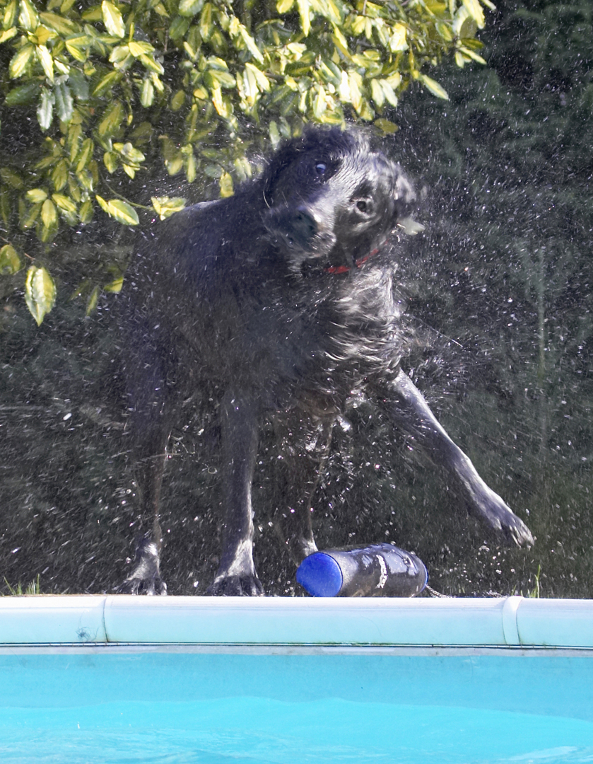 ........... dry .........