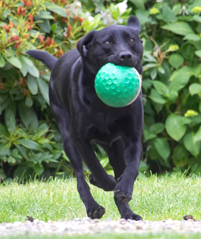 Holding this ball takes concentration