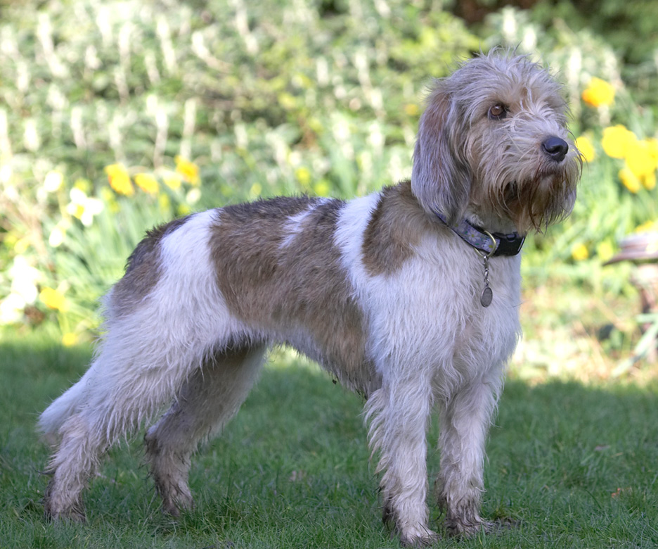 Hey look, a Crufts pose!!