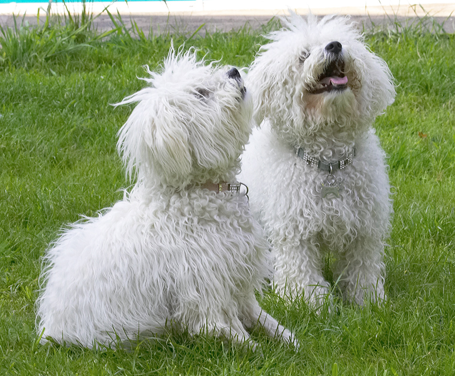 Love is..........waiting for the cookie!