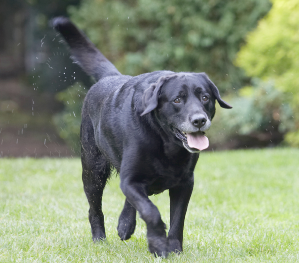 Jus' been for a cooling off dip