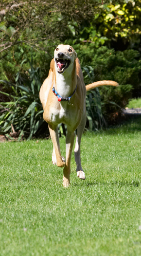 I'm still looking for the hare