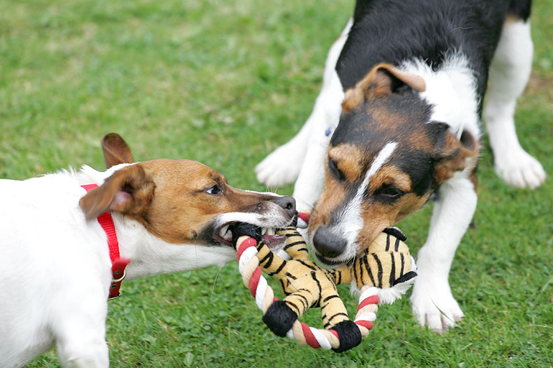 Sally and Jake Playing Tug-o-War