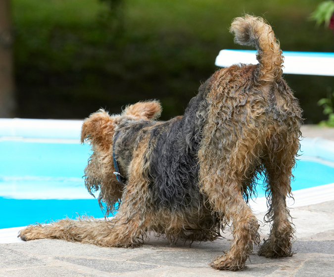 Hmmm, shall I take a dive?