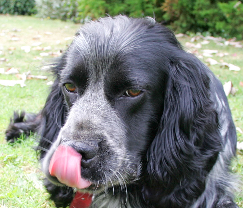 Bracken