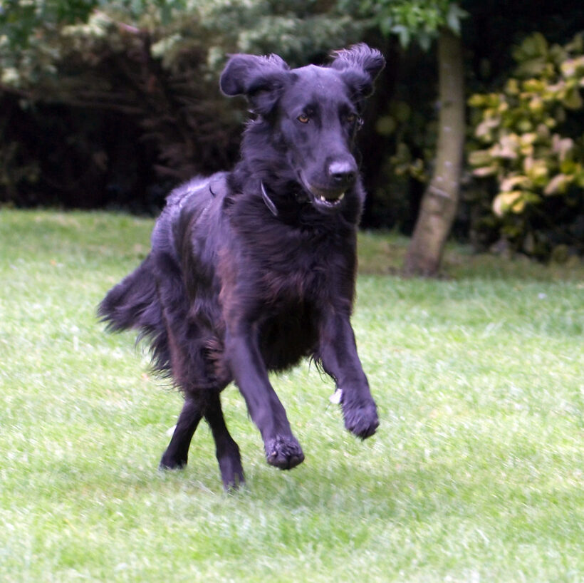 Animal, Animals, Canine, Canines, Dog, Dogs, Flatcoated Retriever, Land Mammal, Land Mammals, Mammal, Mammals, Play, Playing, Playtime, Retrievers, Run, Running, Sasha, Terrestrial Mammal, Terrestrial Mammals