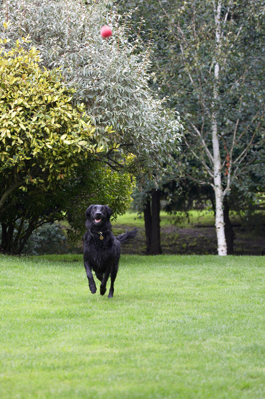 Animal, Animals, ball, Canine, Canines, Dog, Dogs, Flatcoated Retriever, Land Mammal, Land Mammals, Mammal, Mammals, Play, Playing, Playtime, Retrievers, Run, Running, Sasha, Terrestrial Mammal, Terrestrial Mammals