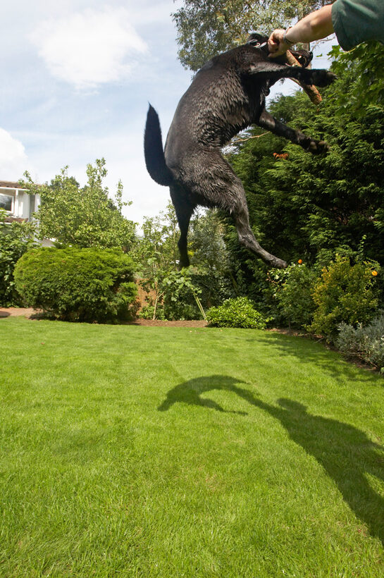 Mammals, Play, Playing, Playtime, Stick, Terrestrial Mammal, Terrestrial Mammals, Wellington, Action, Animal, Animals, Canine, Canines, Dog, Dogs, Jump, Jumping, Labrador, Labradors, Land Mammal, Land Mammals, Leap, leaping, Mammal