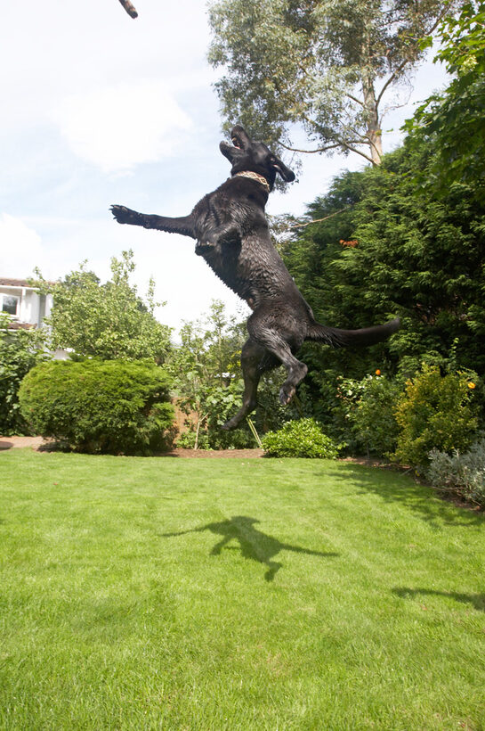 Mammals, Play, Playing, Playtime, Stick, Terrestrial Mammal, Terrestrial Mammals, Wellington, Action, Animal, Animals, Canine, Canines, Dog, Dogs, Jump, Jumping, Labrador, Labradors, Land Mammal, Land Mammals, Leap, leaping, Mammal