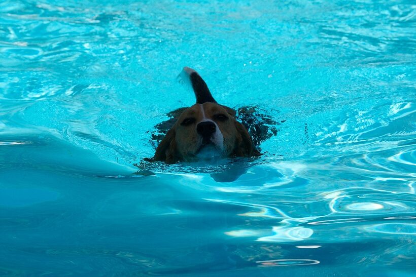 Kero Enjoying A Swim