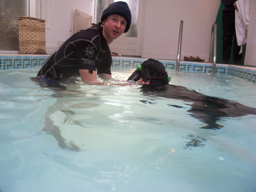 Fred, Labrador, Pool, Ross, Swimming, Swimming pool