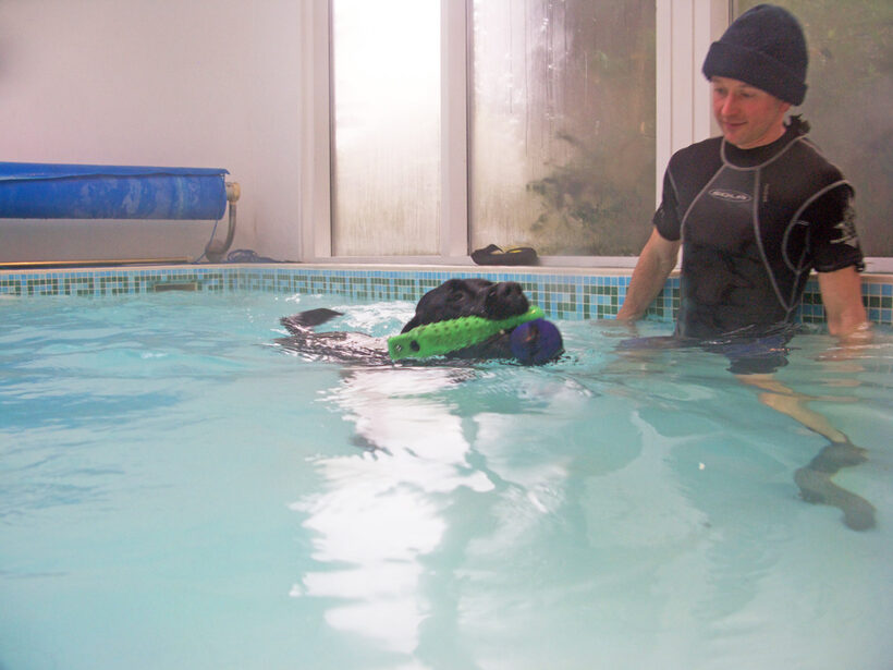 Fred, Labrador, Pool, Ross, Swimming, Swimming pool