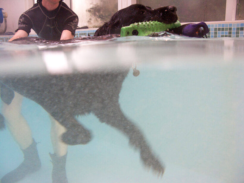 Fred, Labrador, Pool, Ross, Swimming, Swimming pool