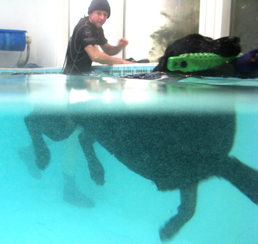 Fred, Labrador, Pool, Ross, Swimming, Swimming pool