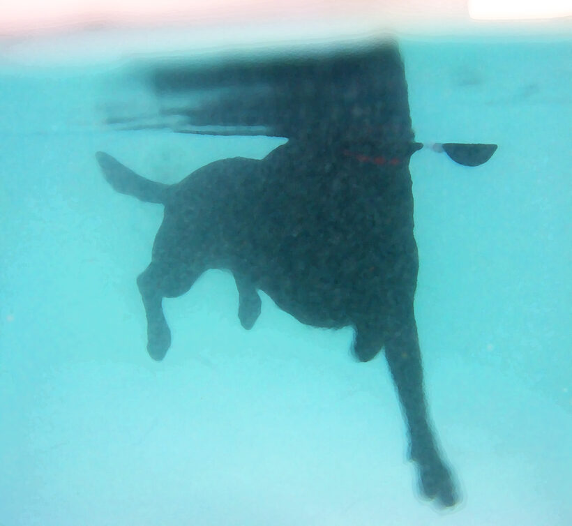 Fred, Labrador, Pool, Ross, Swimming, Swimming pool