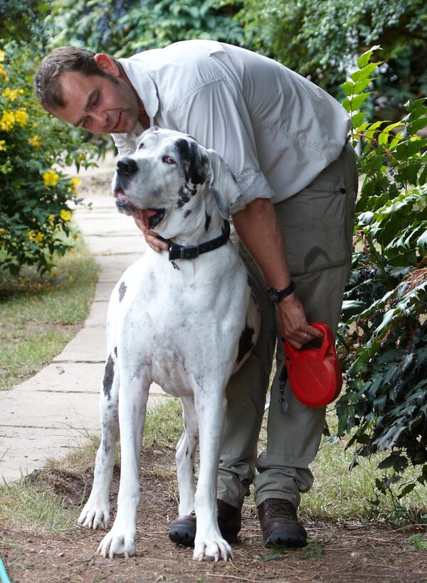 Dog, Dogs, Gracie, Great Dane, Leo, Lucies Farm